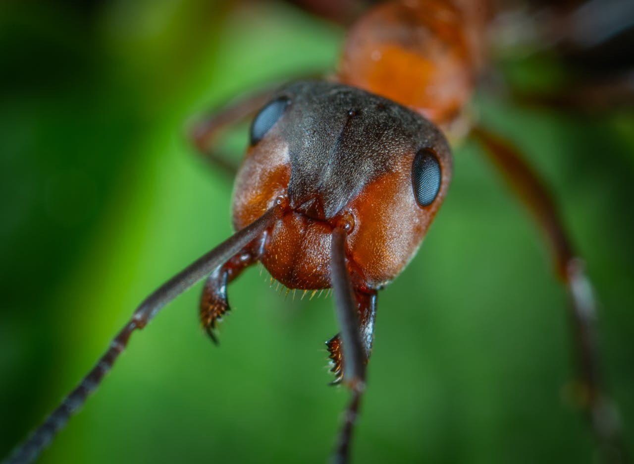 Detailed close-up of a red ants face showcasing its eyes and antennae.