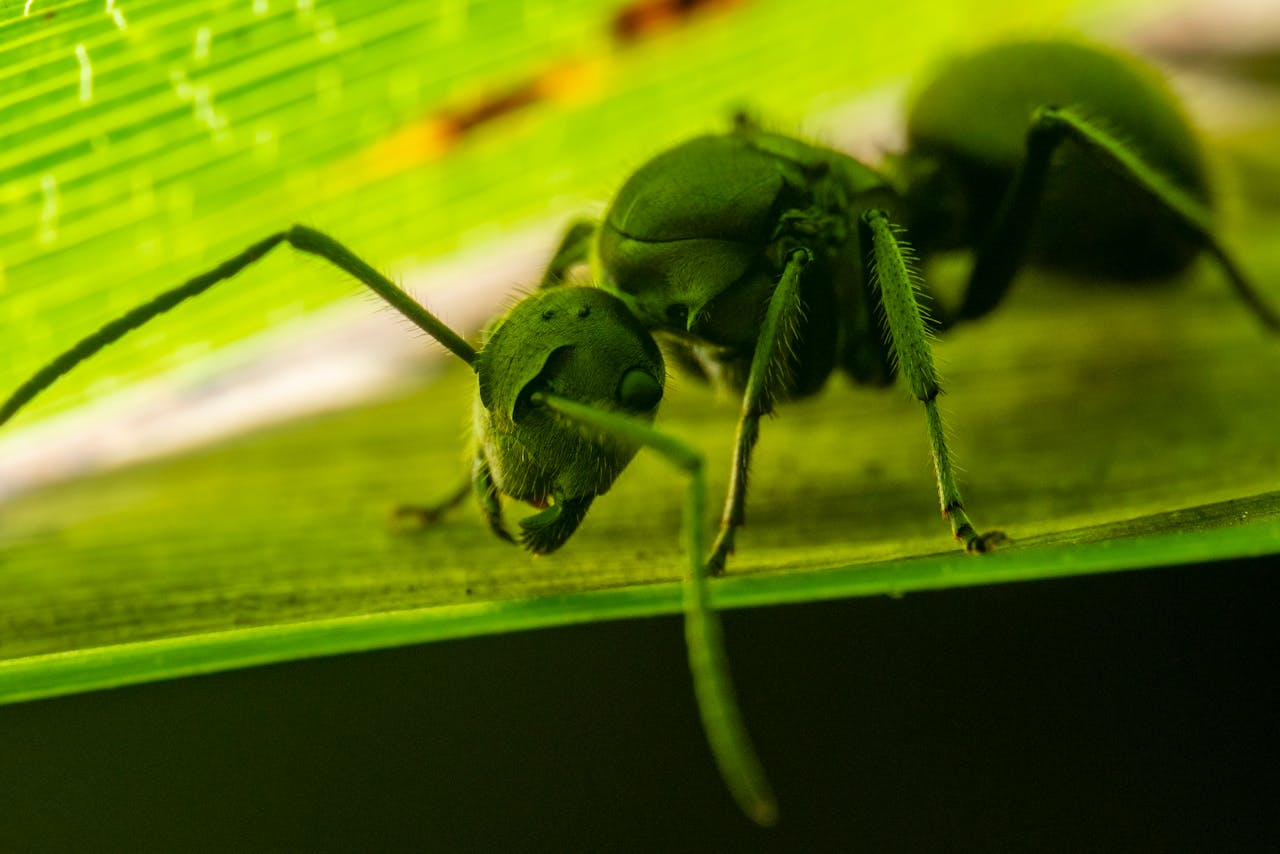 Detailed macro shot of a green ant exploring a leafs surface.