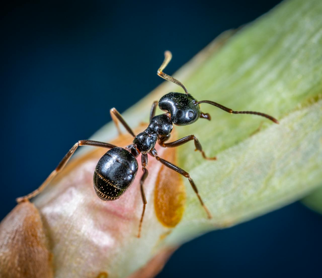 Detailed macro photo of a black ant on a plant stem, showcasing its intricate features.